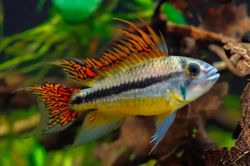 Kakadu-Zwergbuntbarsch – Apistogramma cacatuoides - PAAR